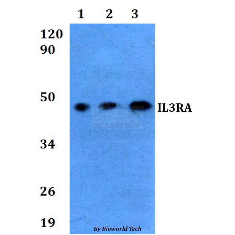 Anti-IL3RA Antibody from Bioworld Technology (BS60620) - Antibodies.com