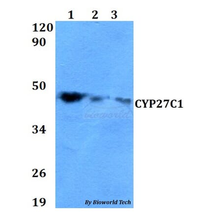 Anti-CYP27C1 Antibody from Bioworld Technology (BS60621) - Antibodies.com