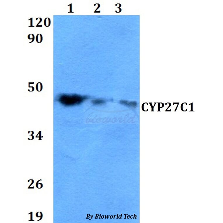 Anti-CYP27C1 Antibody from Bioworld Technology (BS60621) - Antibodies.com