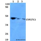 Anti-CYP27C1 Antibody from Bioworld Technology (BS60621) - Antibodies.com