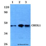 Anti-CHI3L1 Antibody from Bioworld Technology (BS60625) - Antibodies.com