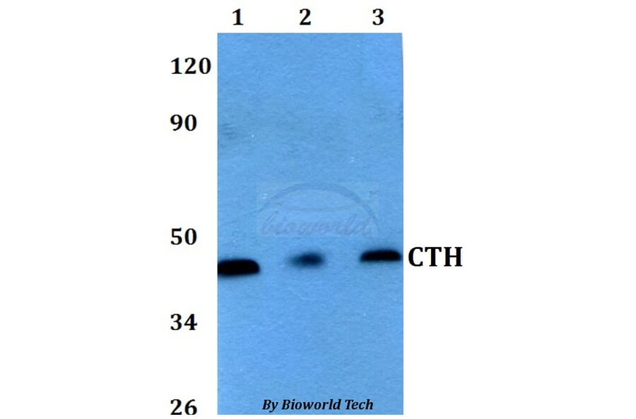 Anti-CTH Antibody from Bioworld Technology (BS60626) - Antibodies.com