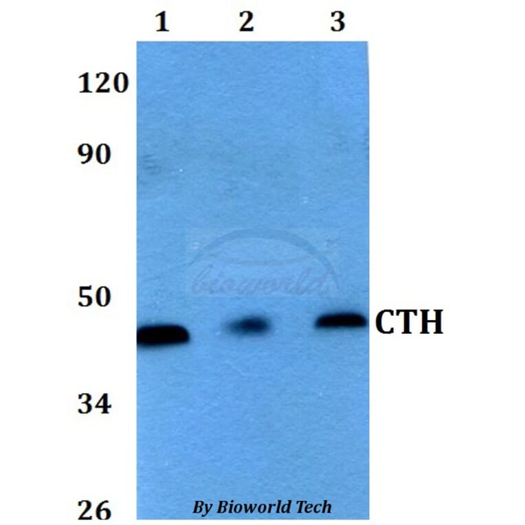 Anti-CTH Antibody from Bioworld Technology (BS60626) - Antibodies.com