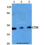 Anti-CTH Antibody from Bioworld Technology (BS60626) - Antibodies.com