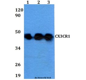 Anti-CX3CR1 Antibody from Bioworld Technology (BS60627) - Antibodies.com