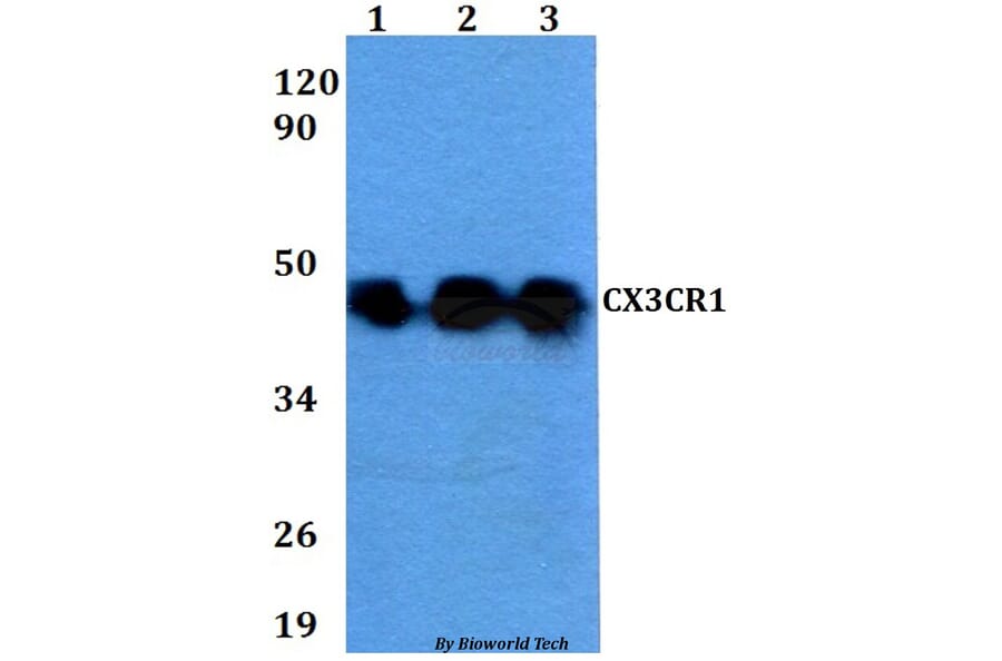 Anti-CX3CR1 Antibody from Bioworld Technology (BS60627) - Antibodies.com