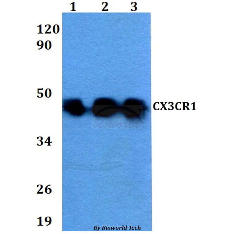 Anti-CX3CR1 Antibody from Bioworld Technology (BS60627) - Antibodies.com