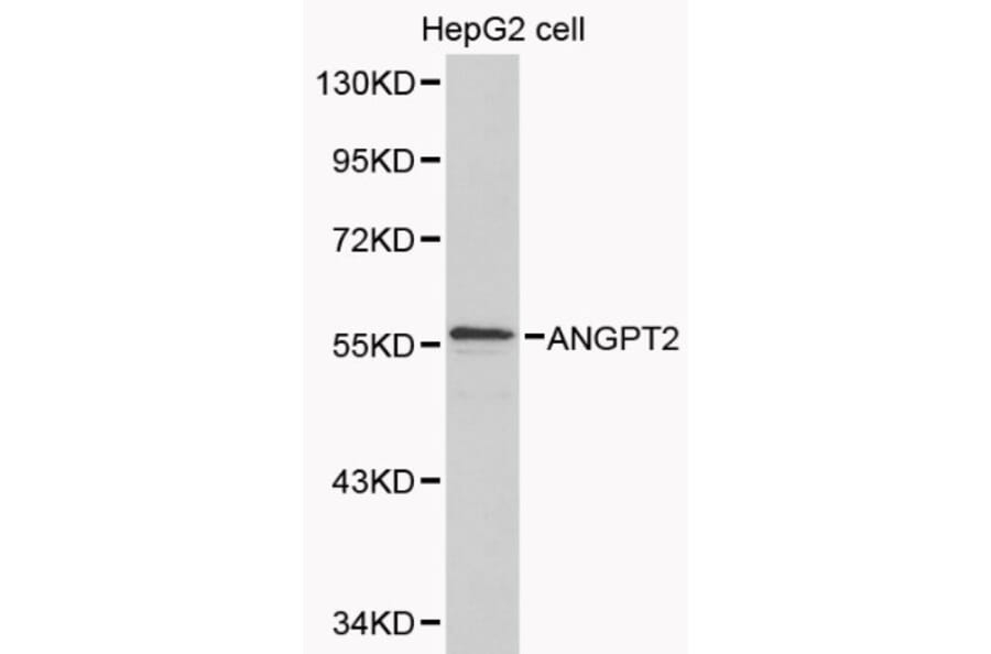 Anti-ANGPT2 Antibody from Bioworld Technology (BS6063) - Antibodies.com