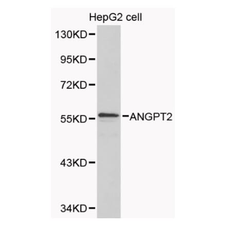 Anti-ANGPT2 Antibody from Bioworld Technology (BS6063) - Antibodies.com