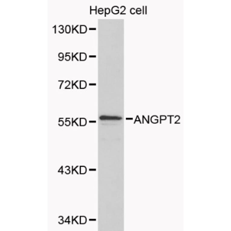 Anti-ANGPT2 Antibody from Bioworld Technology (BS6063) - Antibodies.com