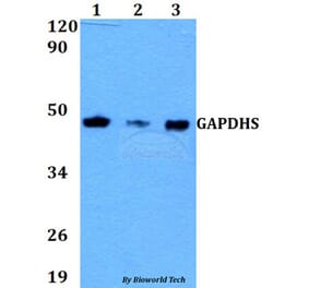 Anti-GAPDHS Antibody from Bioworld Technology (BS60630) - Antibodies.com