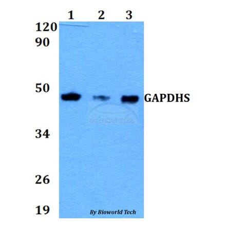Anti-GAPDHS Antibody from Bioworld Technology (BS60630) - Antibodies.com