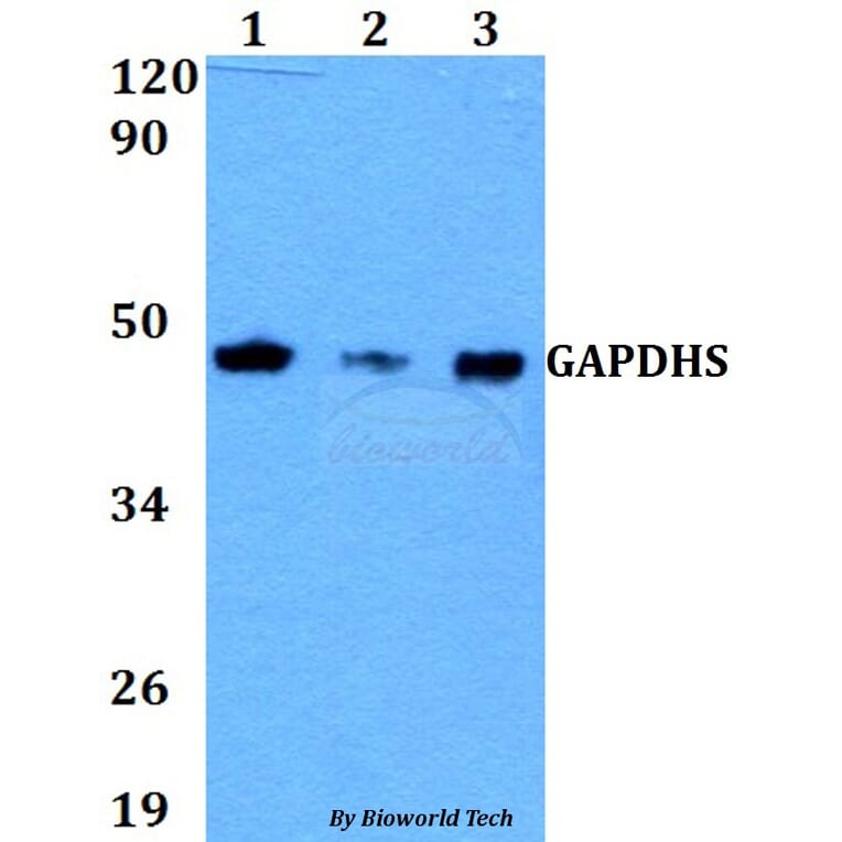 Anti-GAPDHS Antibody from Bioworld Technology (BS60630) - Antibodies.com