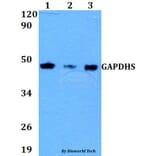 Anti-GAPDHS Antibody from Bioworld Technology (BS60630) - Antibodies.com