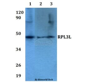 Anti-RPL3L Antibody from Bioworld Technology (BS60631) - Antibodies.com