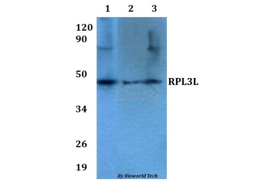 Anti-RPL3L Antibody from Bioworld Technology (BS60631) - Antibodies.com