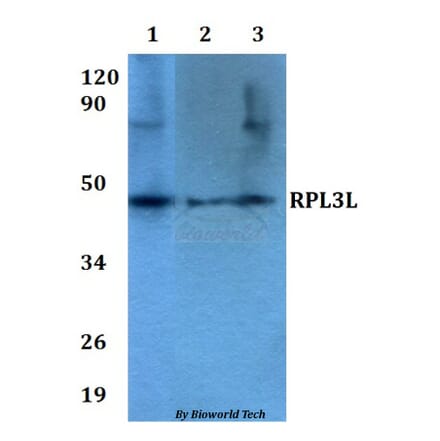 Anti-RPL3L Antibody from Bioworld Technology (BS60631) - Antibodies.com