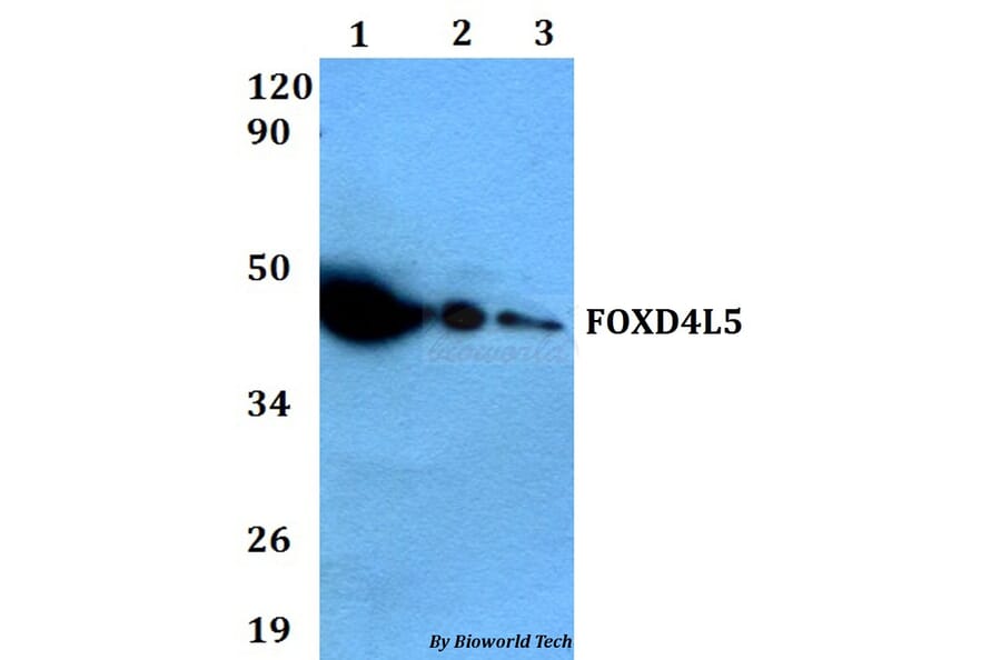 Anti-FOXD4L5 Antibody from Bioworld Technology (BS60633) - Antibodies.com