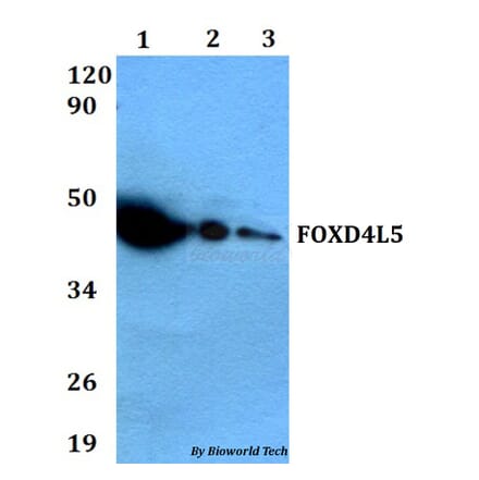 Anti-FOXD4L5 Antibody from Bioworld Technology (BS60633) - Antibodies.com
