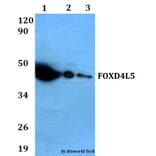 Anti-FOXD4L5 Antibody from Bioworld Technology (BS60633) - Antibodies.com