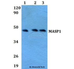 Anti-MASP1 Antibody from Bioworld Technology (BS60635) - Antibodies.com