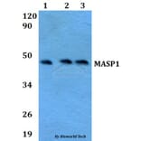 Anti-MASP1 Antibody from Bioworld Technology (BS60635) - Antibodies.com