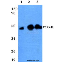 Anti-CCRN4L Antibody from Bioworld Technology (BS60637) - Antibodies.com