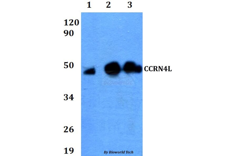 Anti-CCRN4L Antibody from Bioworld Technology (BS60637) - Antibodies.com