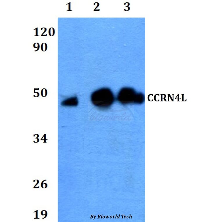 Anti-CCRN4L Antibody from Bioworld Technology (BS60637) - Antibodies.com