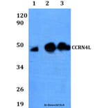 Anti-CCRN4L Antibody from Bioworld Technology (BS60637) - Antibodies.com