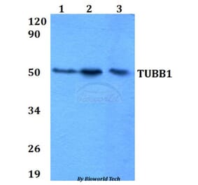 Anti-TUBB1 Antibody from Bioworld Technology (BS60641) - Antibodies.com