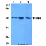 Anti-TUBB1 Antibody from Bioworld Technology (BS60641) - Antibodies.com