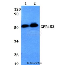 Anti-GPR152 Antibody from Bioworld Technology (BS60644) - Antibodies.com