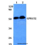 Anti-GPR152 Antibody from Bioworld Technology (BS60644) - Antibodies.com