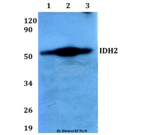 Anti-IDH2 Antibody from Bioworld Technology (BS60645) - Antibodies.com