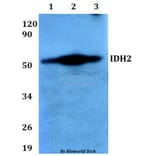 Anti-IDH2 Antibody from Bioworld Technology (BS60645) - Antibodies.com
