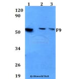 Anti-F9 Antibody from Bioworld Technology (BS60649) - Antibodies.com