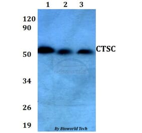 Anti-CTSC Antibody from Bioworld Technology (BS60650) - Antibodies.com