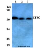 Anti-CTSC Antibody from Bioworld Technology (BS60650) - Antibodies.com