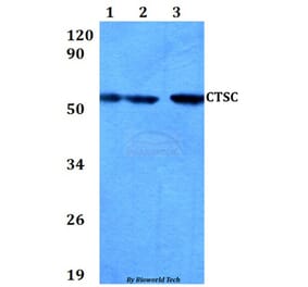 Anti-CTSC Antibody from Bioworld Technology (BS60651) - Antibodies.com