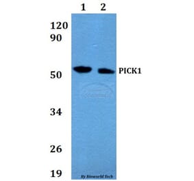 Anti-PICK1 Antibody from Bioworld Technology (BS60653) - Antibodies.com