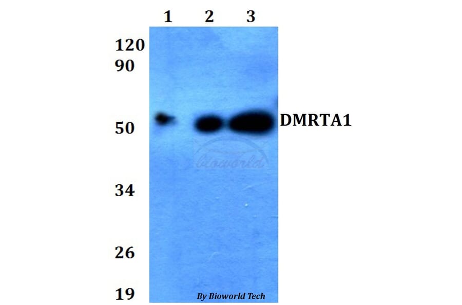 Anti-DMRTA1 Antibody from Bioworld Technology (BS60655) - Antibodies.com