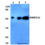 Anti-DMRTA1 Antibody from Bioworld Technology (BS60655) - Antibodies.com