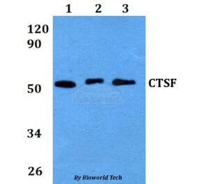 Anti-CTSF Antibody from Bioworld Technology (BS60657) - Antibodies.com