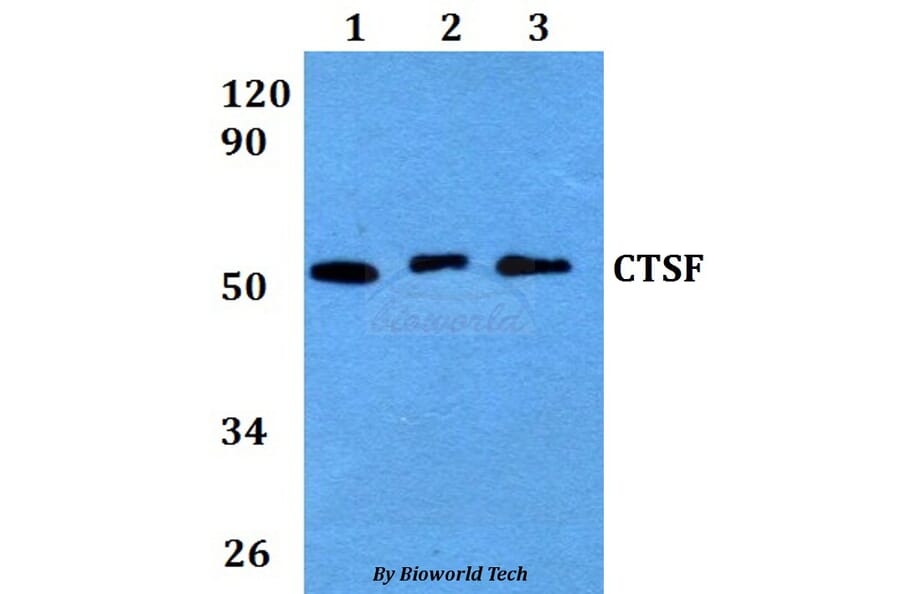 Anti-CTSF Antibody from Bioworld Technology (BS60657) - Antibodies.com