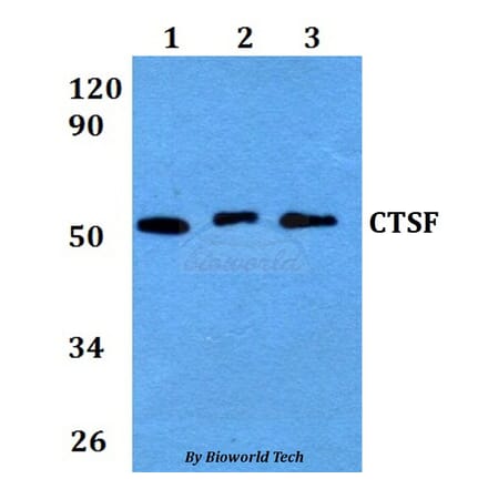 Anti-CTSF Antibody from Bioworld Technology (BS60657) - Antibodies.com