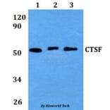 Anti-CTSF Antibody from Bioworld Technology (BS60657) - Antibodies.com
