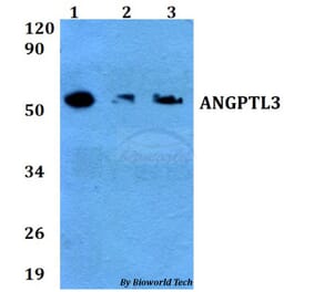 Anti-ANGPTL3 Antibody from Bioworld Technology (BS60658) - Antibodies.com