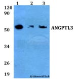 Anti-ANGPTL3 Antibody from Bioworld Technology (BS60658) - Antibodies.com