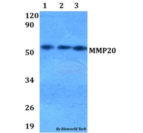 Anti-MMP20 Antibody from Bioworld Technology (BS60659) - Antibodies.com